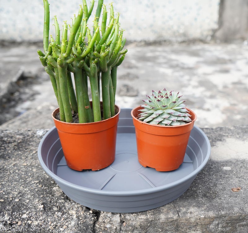 LWALRS Plant Saucer 6 Inch 4 Pack 6 8 10 12 14 16 18 20 25, Plastic Plant Trays for Pots,Extra-Deep Plant Water Dray Tray, Bird Bath Bowl, Heavy Flower Plant saucers Indoors and Outdoor No Holes 6in-4 grey - Image 4